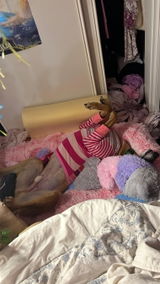 Rose review photo