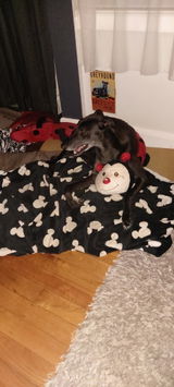 Sonya review photo
