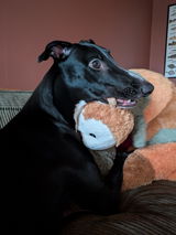 Bobbys review photo