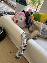 Sophie review photo