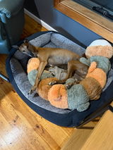 Ginger review photo