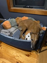Ginger review photo