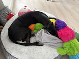 Zadie review photo