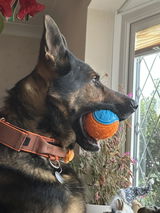 Donal Cahill sadly, the collar did not fit my GSD and a total refund given. review photo