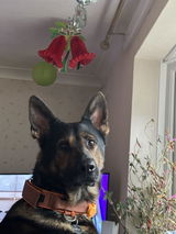 Donal Cahill sadly, the collar did not fit my GSD and a total refund given. review photo