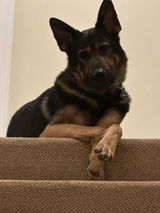 Donal Cahill sadly, the collar did not fit my GSD and a total refund given. review photo