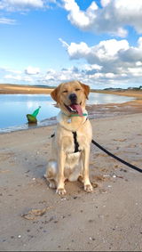 waggingwithstella review photo