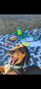 Tom & Nugget review photo