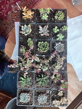 WNYGardener review photo