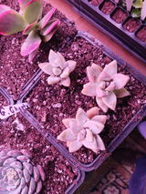 WNYGardener review photo