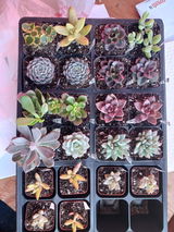 WNYGardener review photo