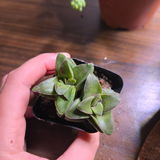 Hector review photo