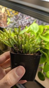 kelvin review photo
