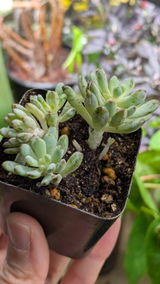 kelvin review photo
