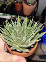 Bailey Backus review photo