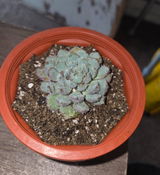 Nicole review photo