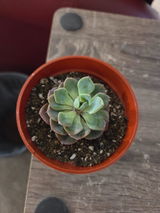 Nicole review photo