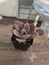 Nicole review photo