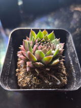 Sammy review photo