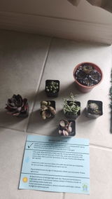 Amaury P. review photo