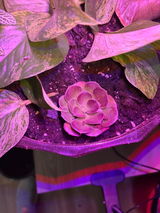 Mary Cryer review photo