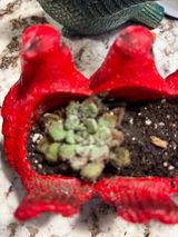 Robert Laufenberg review photo