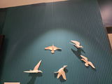Bird review photo