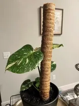 Julia P. review photo