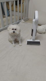 愛犬メロンさん review photo