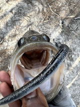 Fishing review photo