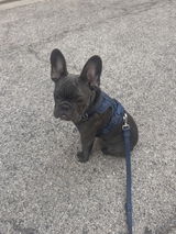 Bullo review photo