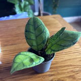 Janis O review photo