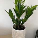 Treva D review photo