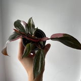 Vilma G review photo