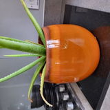 Ellen S review photo