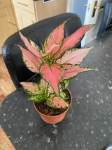 Sandrine J review photo