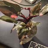 Edwina L review photo