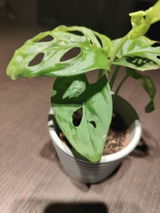 Marcel W review photo