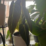 Ebba H review photo