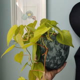 Daphne H review photo
