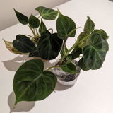 Emerald E review photo