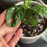 Alexandrine W review photo