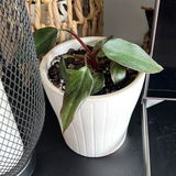 Alexandrine W review photo