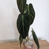 Emerald E review photo