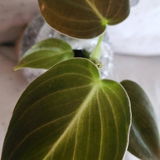 Karelle D review photo
