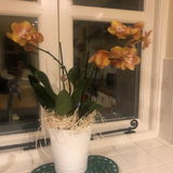 Adela S review photo