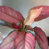 Daisha S review photo