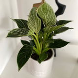Loma S review photo