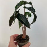 Ettie M review photo