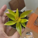Lily L review photo